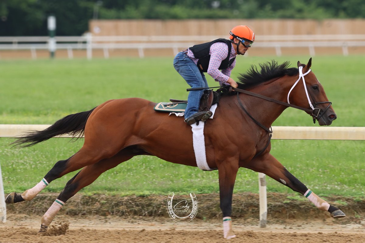 The big horse of the barn!!! Gateskeeper🤩🤩