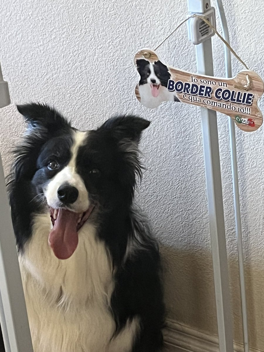 ReminisceJB's tweet image. lo sono un border collie e qua comando io!!!