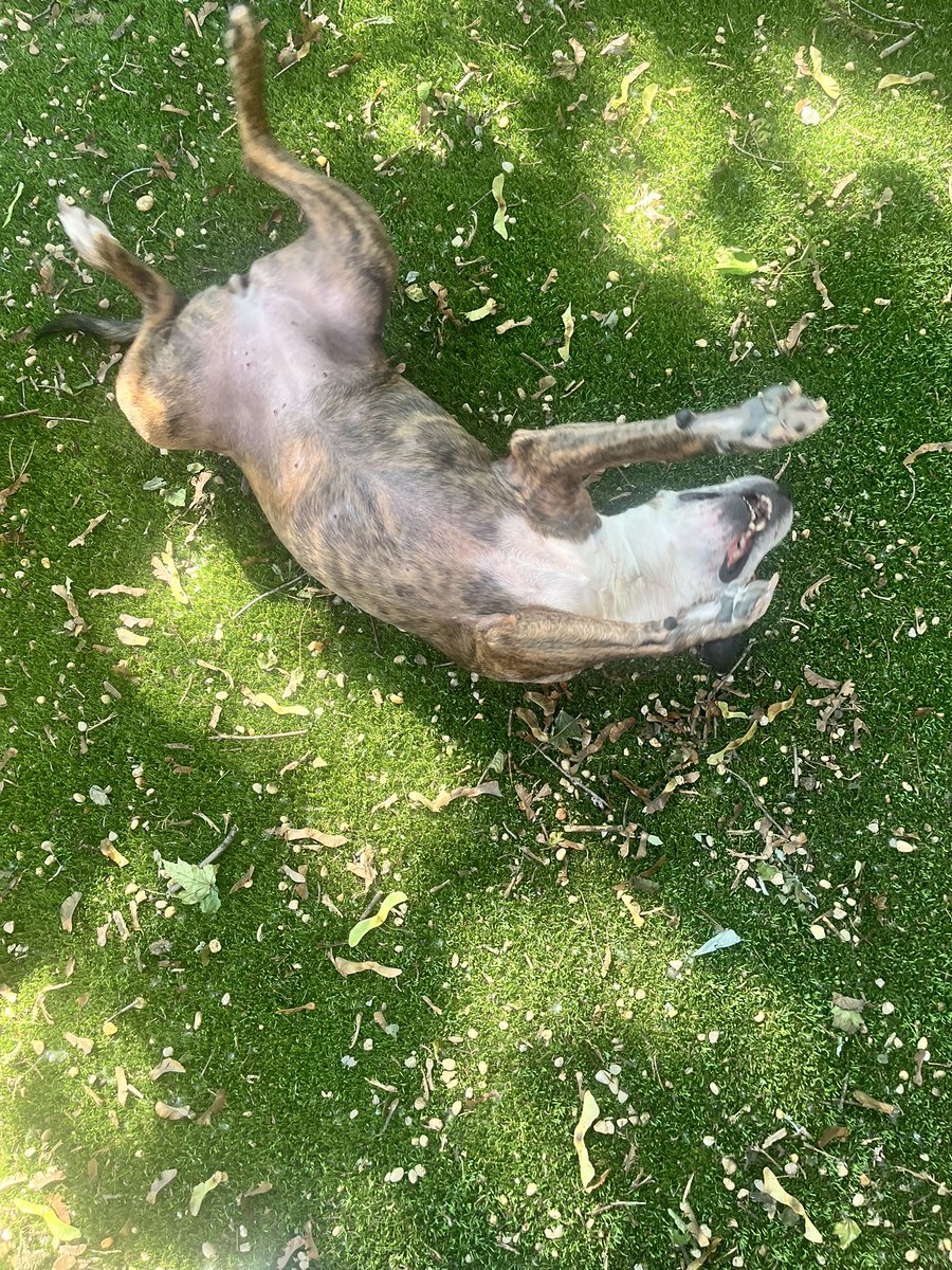 Keepin’ Cool 🐶🐾