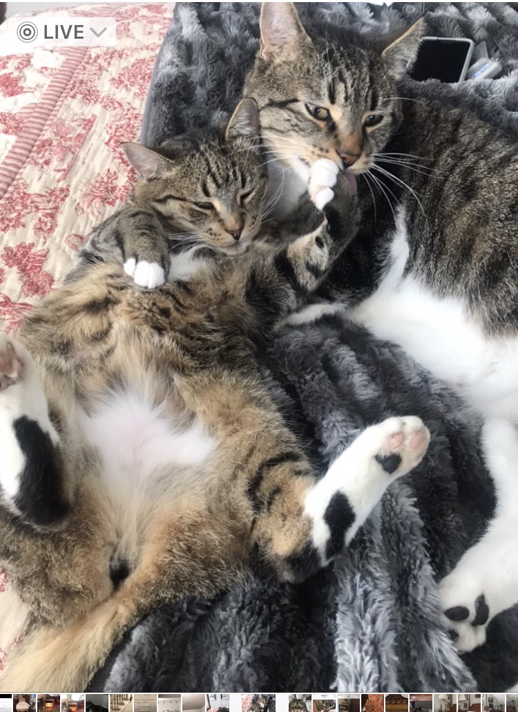Trisha29072872's tweet photo. @shaindelr This is Nellie now Penelope Grace shared by @shaidelr.
 Nelli was shy and FIV+ and  had been at Ontario cat rescue for 5 years. She now lives in Washington state.
She wasn’t sure about me at first but, she fell in love with Tank (also shared by @shaindelr) https://t.co/jPmcjRMdVD