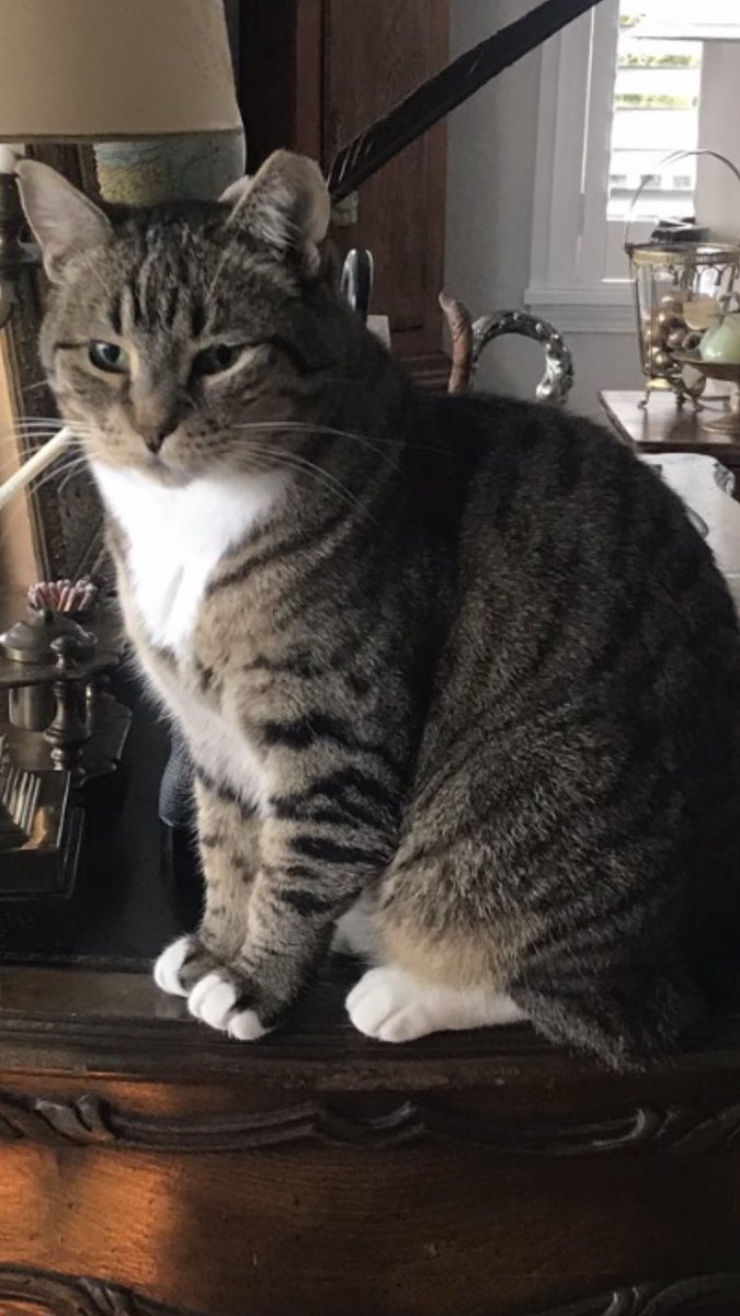 Trisha29072872's tweet photo. @shaindelr This is Nellie now Penelope Grace shared by @shaidelr.
 Nelli was shy and FIV+ and  had been at Ontario cat rescue for 5 years. She now lives in Washington state.
She wasn’t sure about me at first but, she fell in love with Tank (also shared by @shaindelr) https://t.co/jPmcjRMdVD