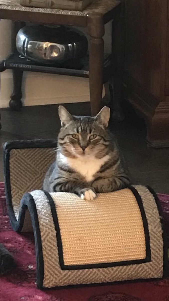 Trisha29072872's tweet photo. @shaindelr This is Nellie now Penelope Grace shared by @shaidelr.
 Nelli was shy and FIV+ and  had been at Ontario cat rescue for 5 years. She now lives in Washington state.
She wasn’t sure about me at first but, she fell in love with Tank (also shared by @shaindelr) https://t.co/jPmcjRMdVD