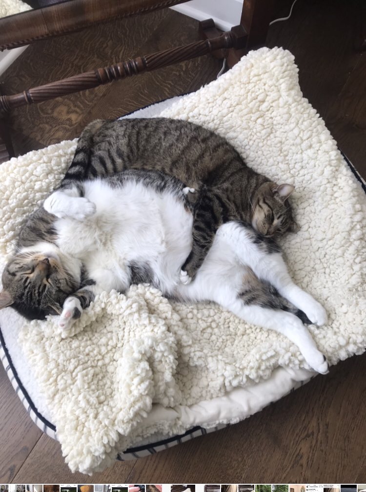 Trisha29072872's tweet photo. @shaindelr This is Nellie now Penelope Grace shared by @shaidelr.
 Nelli was shy and FIV+ and  had been at Ontario cat rescue for 5 years. She now lives in Washington state.
She wasn’t sure about me at first but, she fell in love with Tank (also shared by @shaindelr) https://t.co/jPmcjRMdVD