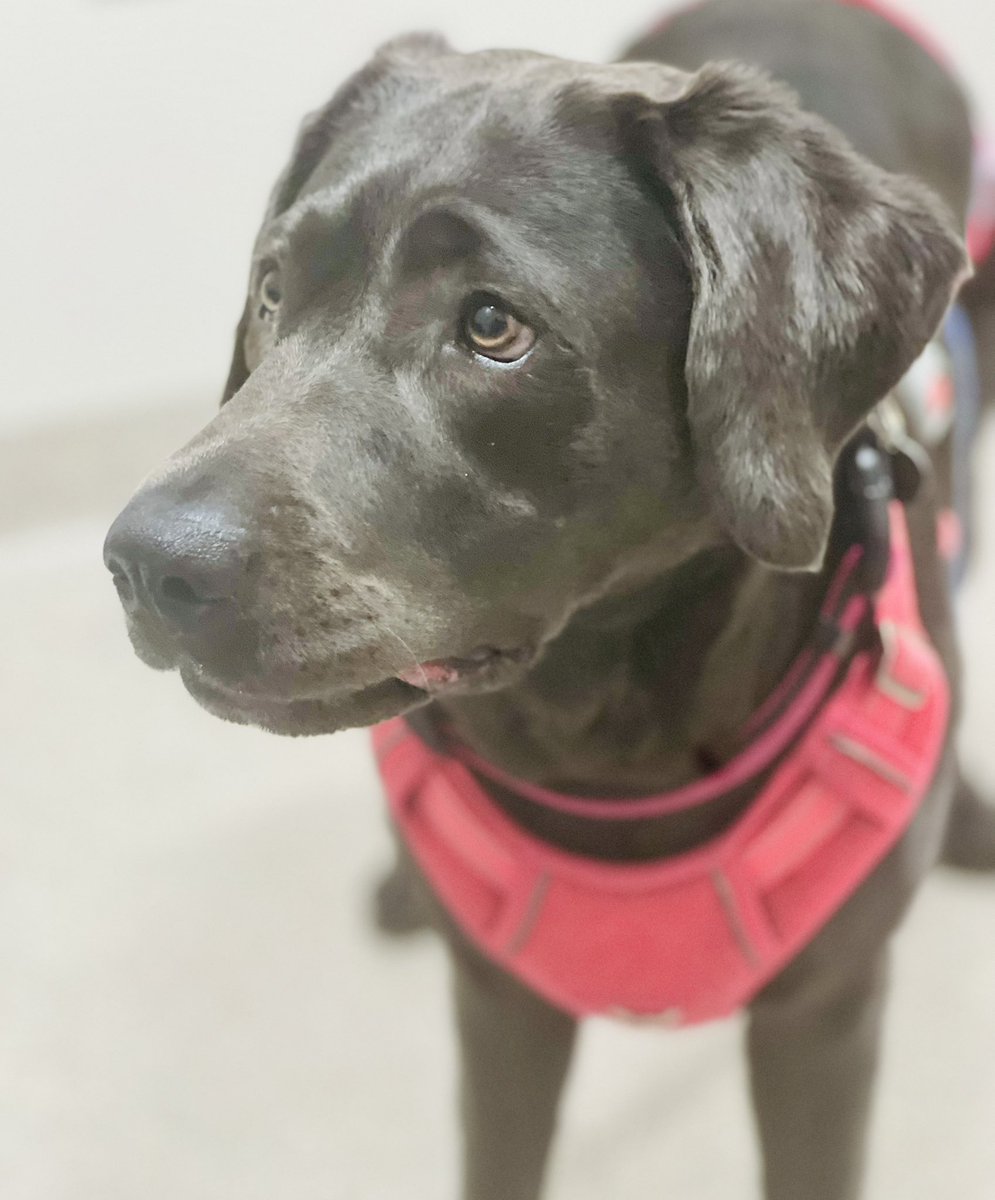 Annual neuro checkup done. No setbacks, which is a big win with Neosporosis. She’s 2 now, and we’ve found her “new normal.” 

Next up: more mobility + spine rehab work to help her walk straighter. Love your pups! Don’t take those dog walks for granted. 💜