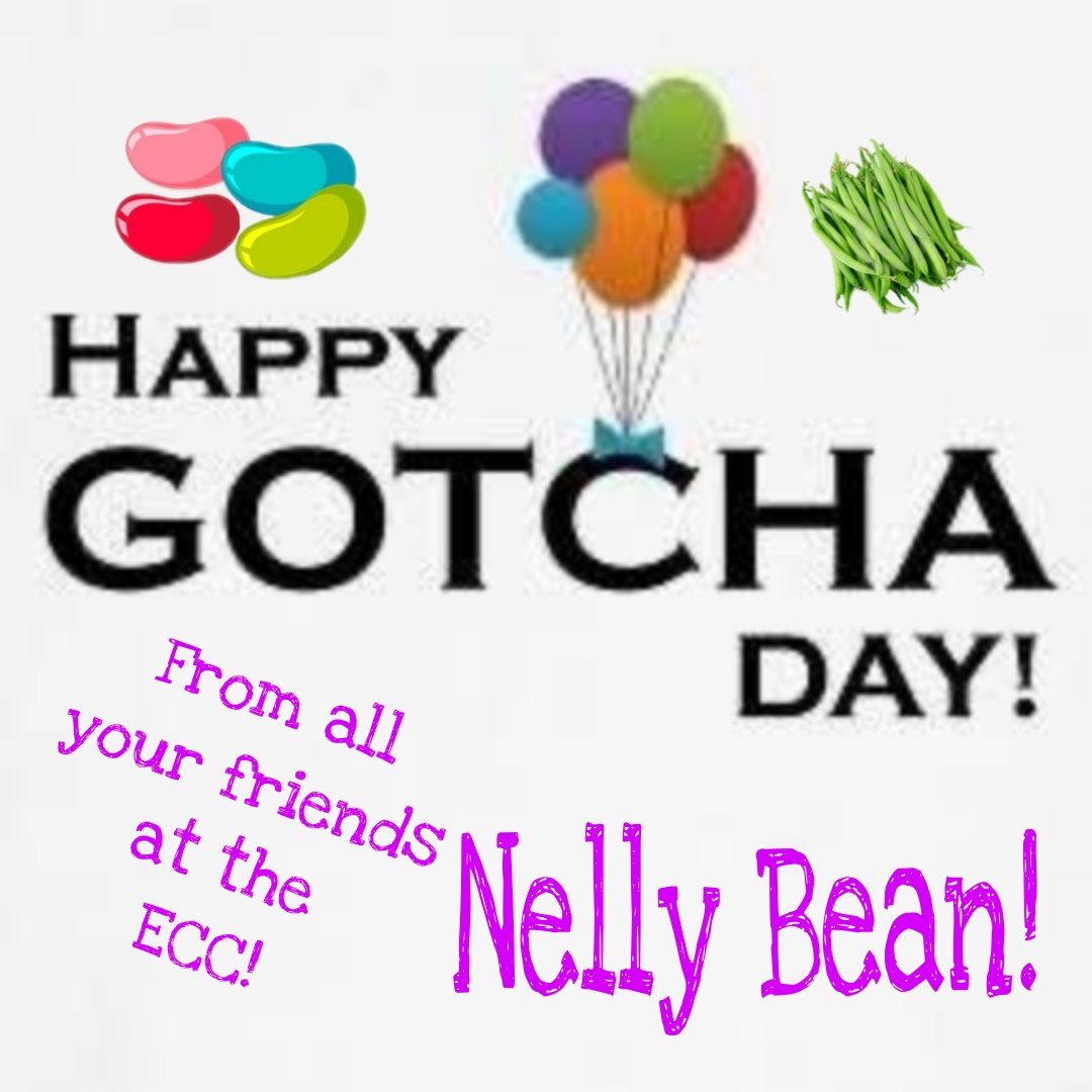Postman Pappy’& Postman Panfur’s ECC Cards (@eccpostmanpappy) on Twitter photo *Postman Panfur comes in to the PO*
HAPPY BELATED GOTCHA DAY DEAR NELLY BEAN! Please forgive my lateness! We hope you had a fabmewlous day ! Love and paw hugs ❤️❤️❤️ <a href="/catcastletails/">The Tails of Cat Castle #lovewins</a> <a href="/EdibleCatsClub/">EdibleCatsClub</a> *Postman Panfur comes in to the PO*
HAPPY BELATED GOTCHA DAY DEAR NELLY BEAN! Please forgive my lateness! We hope you had a fabmewlous day ! Love and paw hugs ❤️❤️❤️ <a href="/catcastletails/">The Tails of Cat Castle #lovewins</a> <a href="/EdibleCatsClub/">EdibleCatsClub</a>