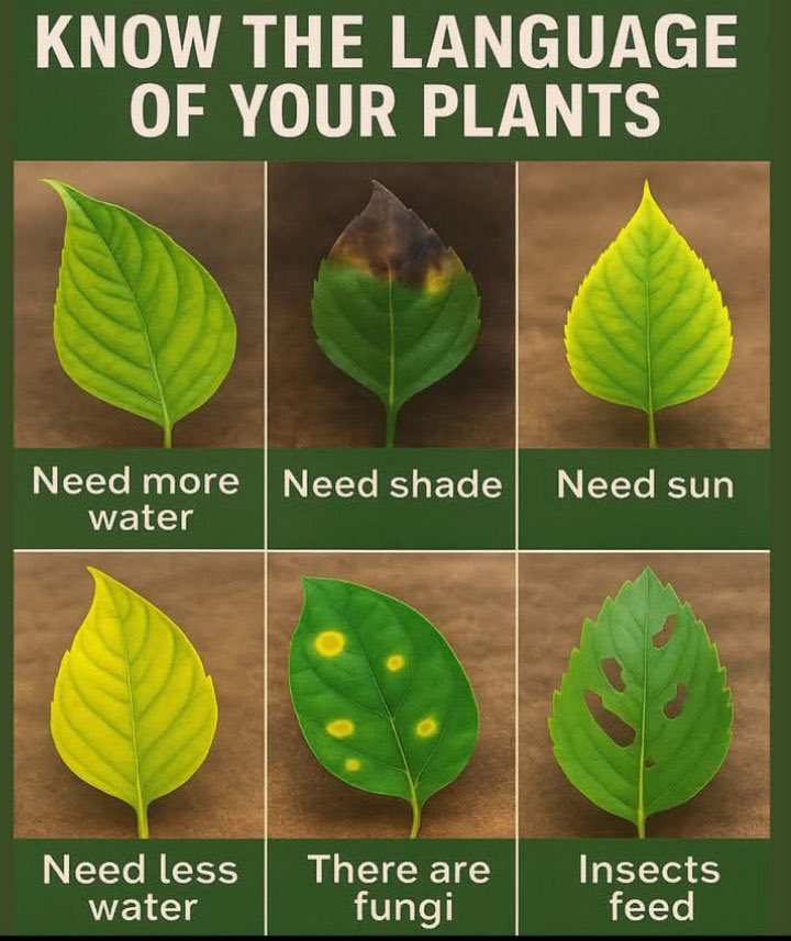 Conspiracy Gardener Homestead tweet media