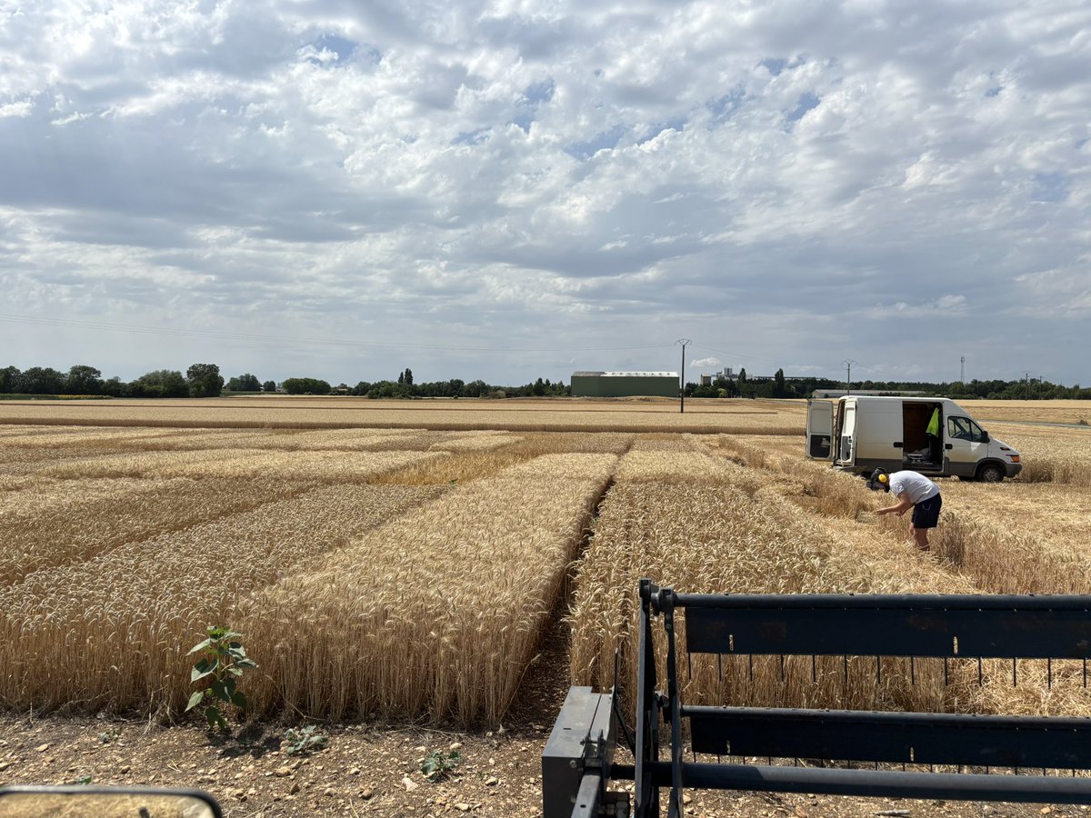 Début de récolte pour le <a href="/CDPMagri/">CDPM</a> , on débute avec un essai variétés blé tendre en terre superficielle. Des références locales pour nos adhérents 🤓🌾