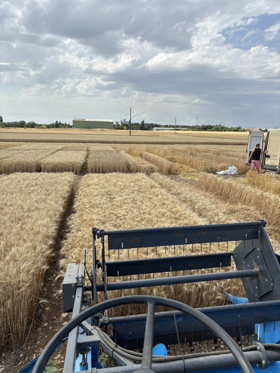 CDPMagri's tweet photo. Début de récolte pour le @CDPMagri , on débute avec un essai variétés blé tendre en terre superficielle. Des références locales pour nos adhérents 🤓🌾 https://t.co/gm9rLyUALp