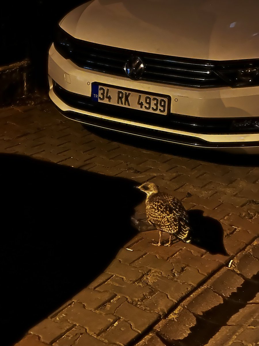 Serefhani65's tweet photo. Koskoca İstanbul’da şu #martı’yı kurtarabilecek bir tane kurum yok. 
Ne @IBBcozummerkezi ne @TCTarim @milliparklar ne @umraniyebeltr bu konuya çözüm bulamıyor. https://t.co/F5j3ZRwNv2