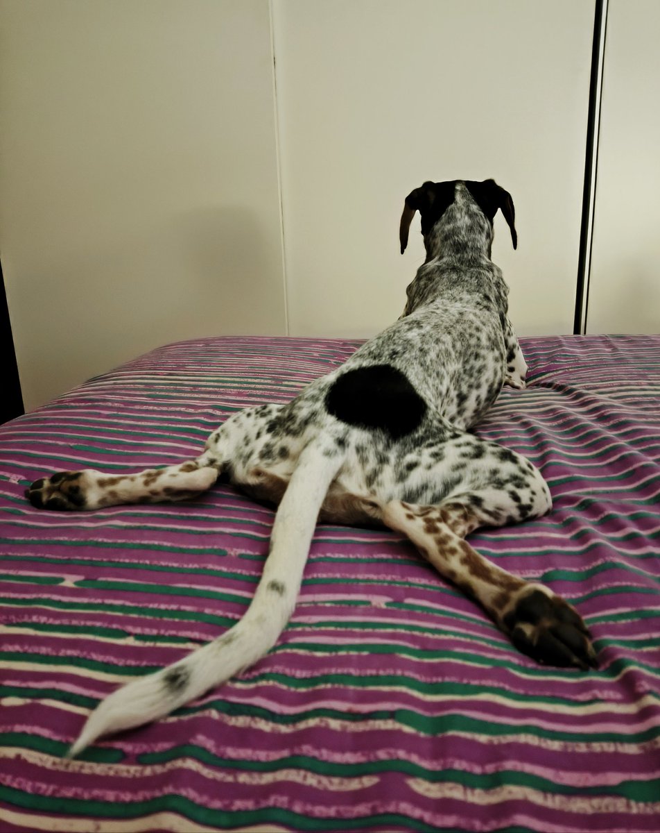 Eskerrak 135 zmko ohea dela
#Xare 💖