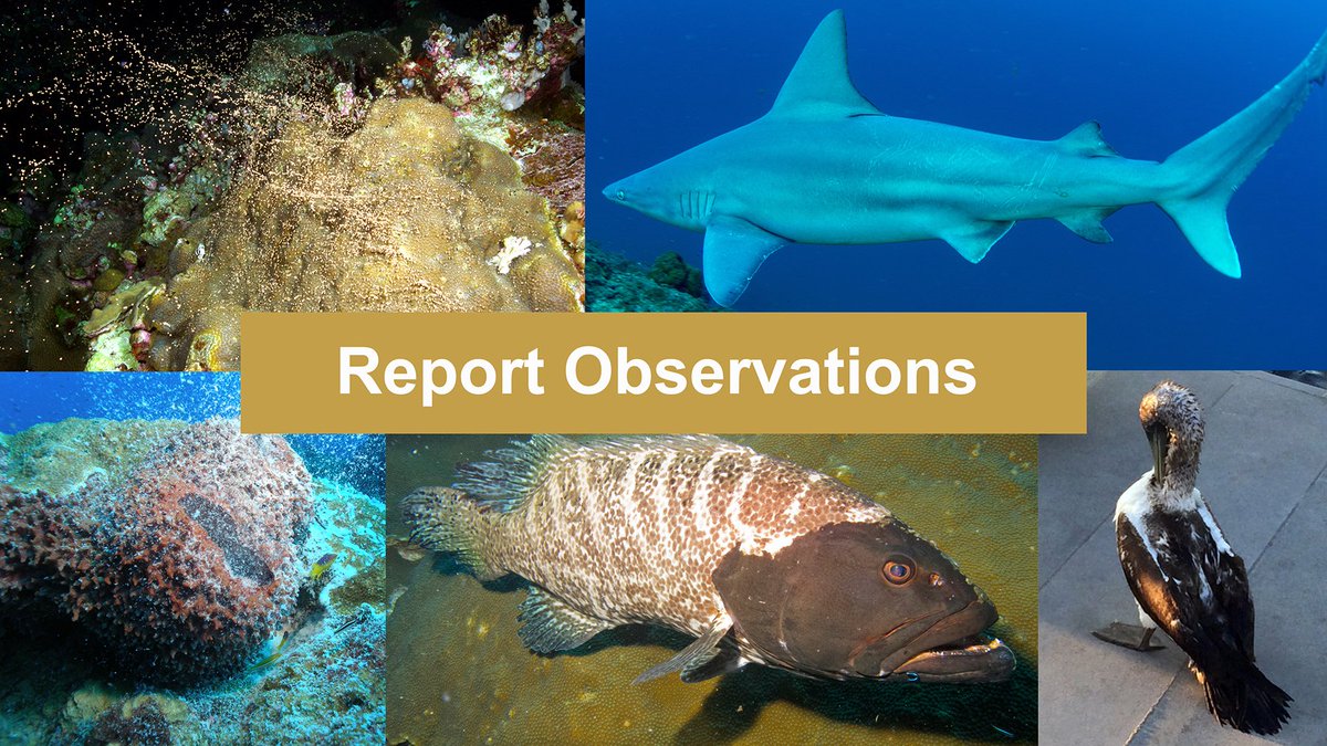 NOAA's Flower Garden Banks Natl Marine Sanctuary (@fgbnms) on Twitter photo Did you see any sharks, rays, or sea turtles? Was there any coral bleaching? Did something not look quite right? Did you see a bird or a whale at the surface? Share any interesting observations by emailing us at flowergarden@noaa.gov.
flowergarden.noaa.gov/involved/citiz… Did you see any sharks, rays, or sea turtles? Was there any coral bleaching? Did something not look quite right? Did you see a bird or a whale at the surface? Share any interesting observations by emailing us at flowergarden@noaa.gov.
flowergarden.noaa.gov/involved/citiz…
