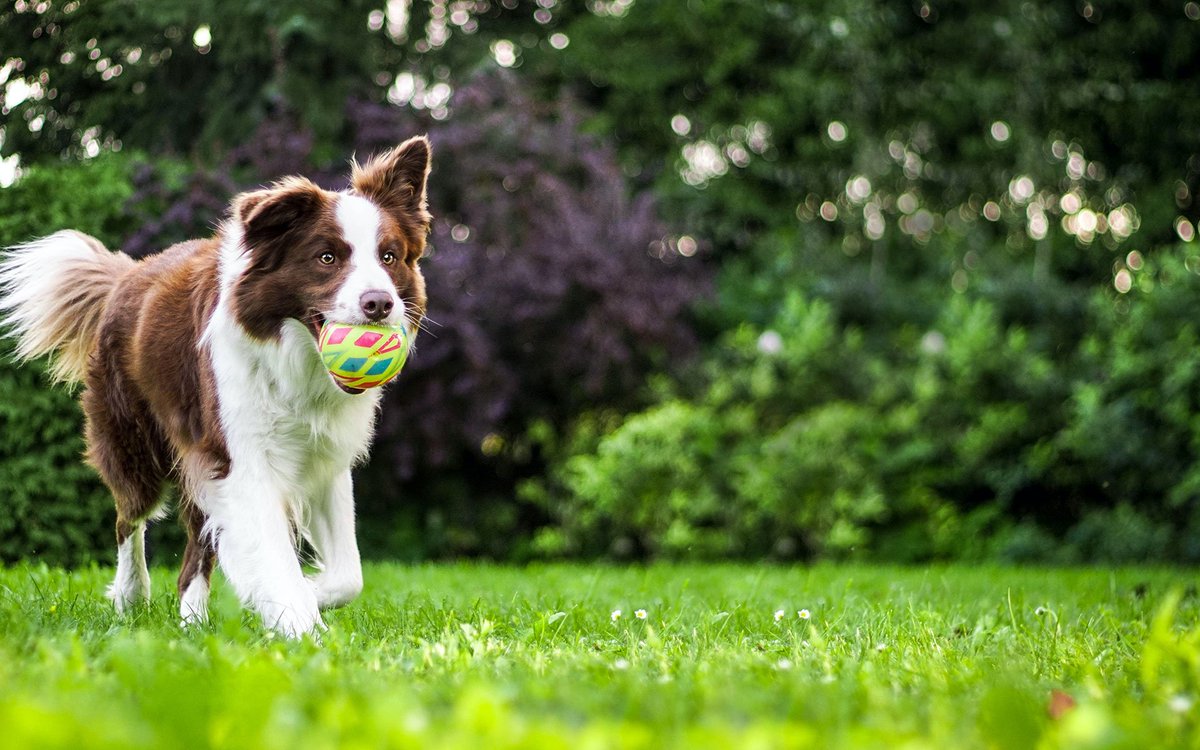 Bring your best friend to Texas wine country. 🐕 Our villas are pet-friendly, with room to roam and goodies waiting at check-in. No kennels, just cuddles.
cartercreek.com/accommodations…

#CarterCreekWinery #TexasDogFriendly #HappyHound #HillCountryWithDogs #PupApproved