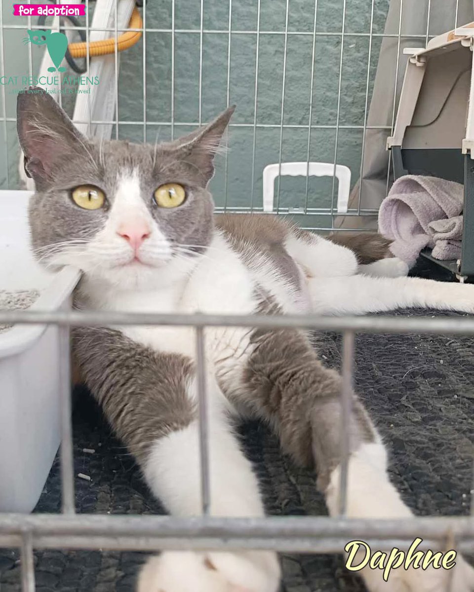 #daphne_cra 

❗ Ψάχνουμε ΑΜΕΣΑ υιοθεσία!
Η γατούλα με την διαφραγματοκήλη θα επανενταχθεί στον Άγιο Παντελεήμονα μετά την αποθεραπεία!
Η γατούλα που βρέθηκε έγκυος κ με διαφραγματοκήλη στην αποικία του Αγίου Παντελεήμονα βγήκε από την κλινική κ φιλοξενείται στο σπίτι εθελόντριας