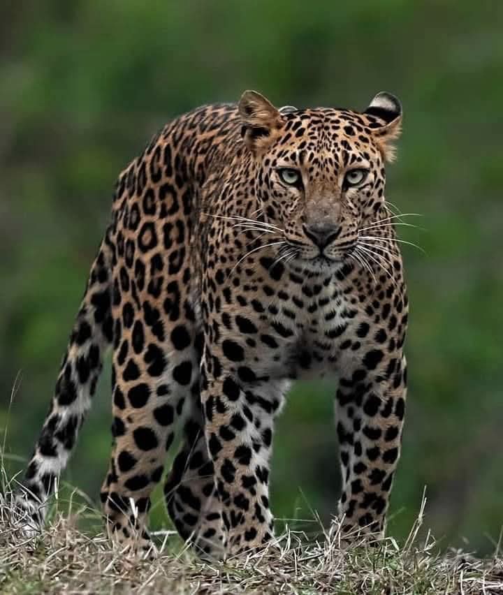 drhafezster's tweet photo. Absolutely stunningly gorgeous 🥰
Best Photo of The Day!
#lion #wildlife #lionking #lions #animals #love #nature #art #africa #tiger #king #photography #tattoo #lioness #safari #wildlifephotography #liontattoo #animal #cat #bigcats #instagram #leo #wild #lionsofinstagram https://t.co/cofwtvFTxp