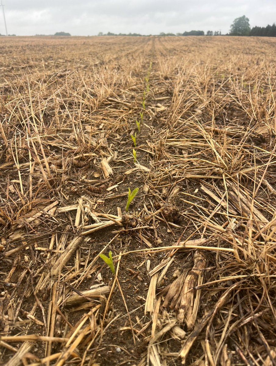Therealkg12's tweet photo. Finally shaking off the cold wet start. No tilled into cereal rye on May 9th. https://t.co/eyMEWRINi8
