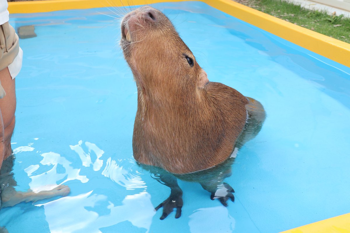 🅷🅰🅼30 【カピバラマロンちゃん飼育員】 tweet media