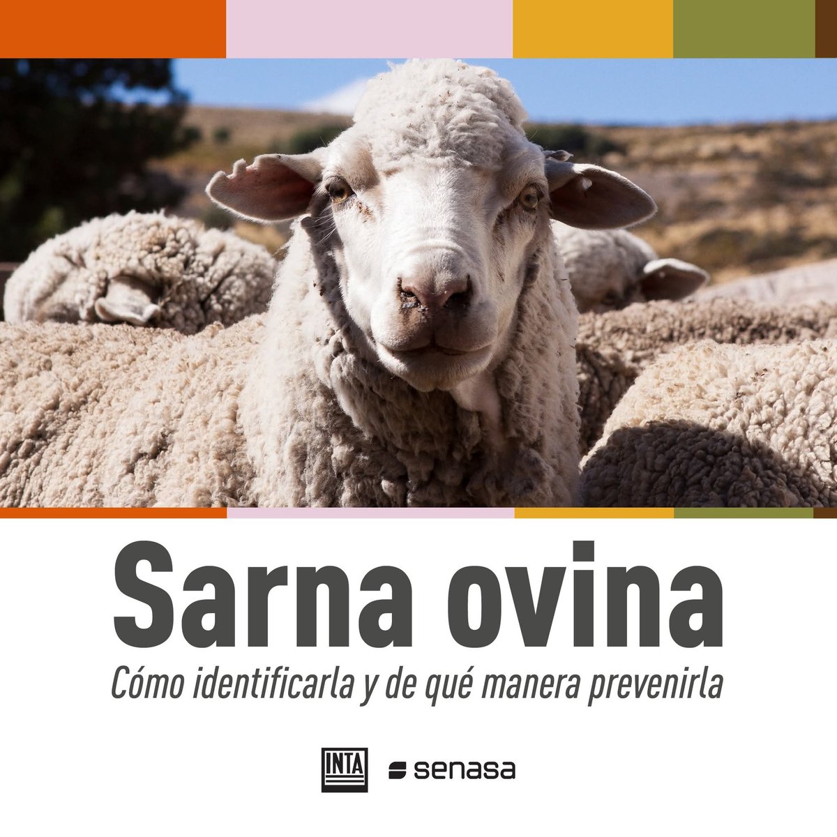 Soc. Rural Comdoro tweet media