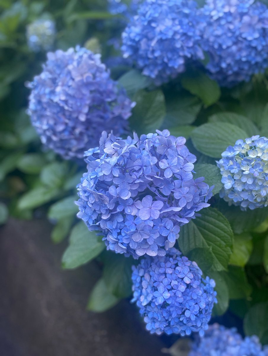 shirogohan_y's tweet photo. 紫陽花は梅雨の花だけど陽の字含まれてて好き
毛嫌いされがちな梅雨を一生懸命彩ってるのに、花言葉に移り気とか浮気とつけられてて好き
辛抱強さって花言葉を加えた人の優しさは絶対に報われてほしい
梅雨って読み方初見殺しなとこ意地悪で可愛いのにみんな普通に読めちゃって私が梅雨なら悔しい https://t.co/G4dfyTdlkF