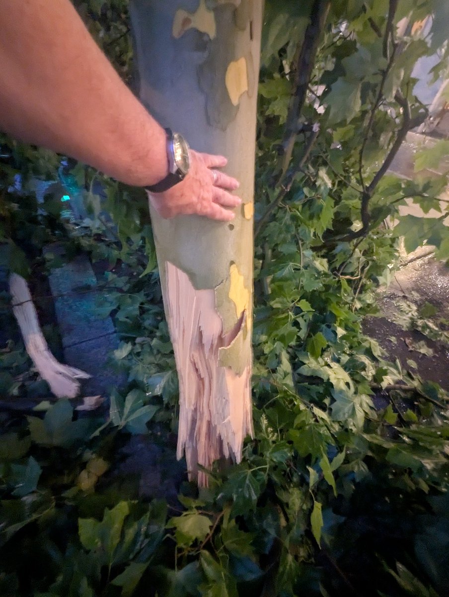 Une idée de la taille des branches cassées par l'#orage à #paris #tempete #paris15