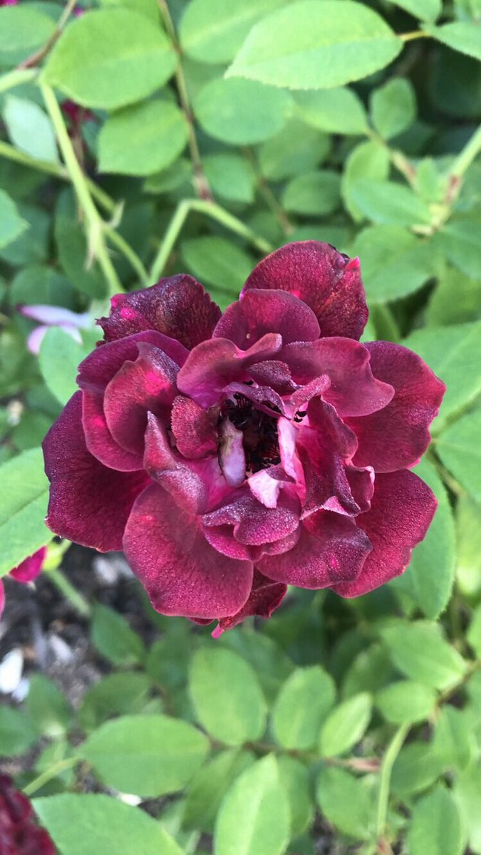 おはようございます🌺ジメジメ蒸し暑い日々が続いてますが水分補給して熱中症には気をつけて笑顔で頑張っていきましょう🌸