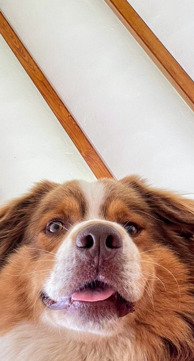 La perro-selfie no exist...