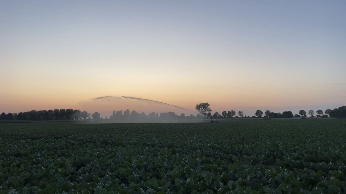 Suikerbieten beregenen #cosun #droog