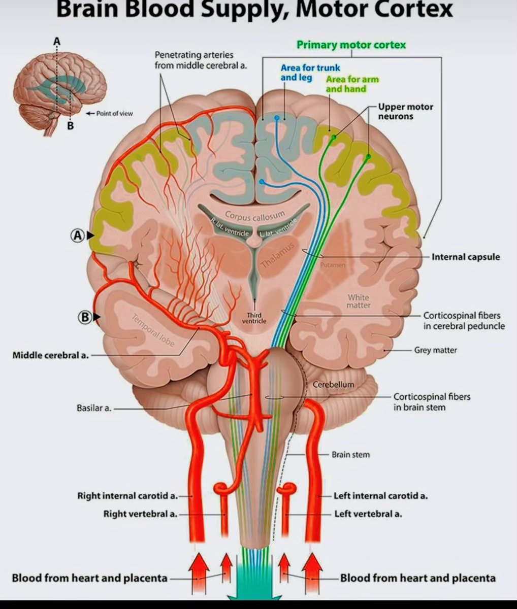 Blood supply to the brain