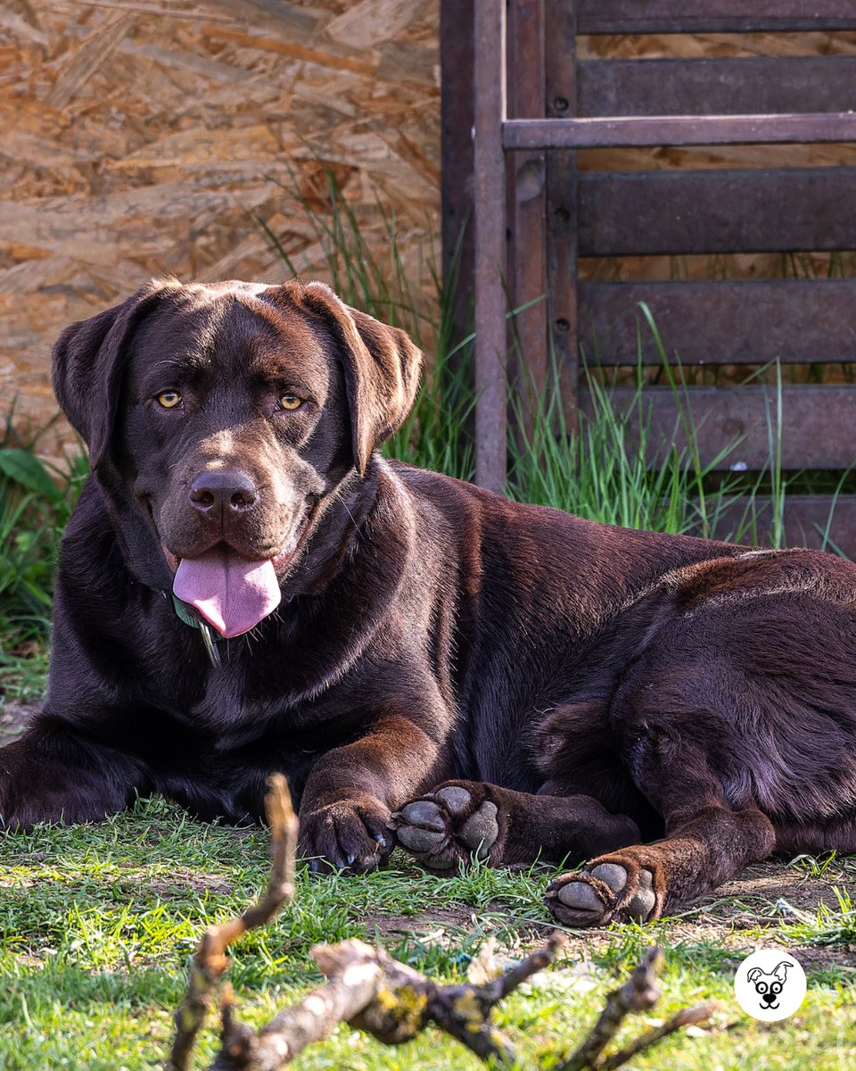 thesopawsome's tweet photo. Life's a game of fetch with my Lab. And we're always winning! 🏆 #FetchLife #LabradorFun #LabradorPlaytime #DogGames #LabLove https://t.co/WxAxlGfrQk