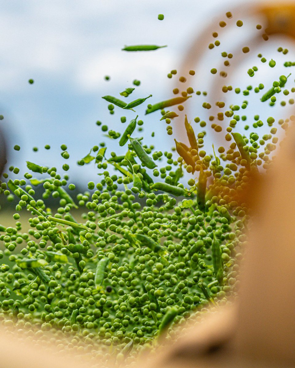 We're jumping for joy and so are our peas (literally) because harvest season is nearly here! ☀️🫛

#Summerishere #SummerTime #Startofsummer #Peas #FrozenPeas #Peasinapod