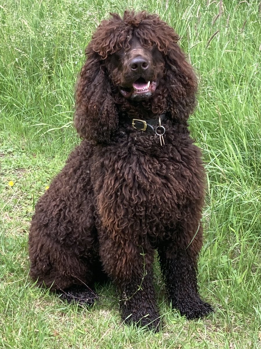 We’ve had Mr Murphy back for a sleepover, what a gem of a dog and great fun!#irishwaterspaniel