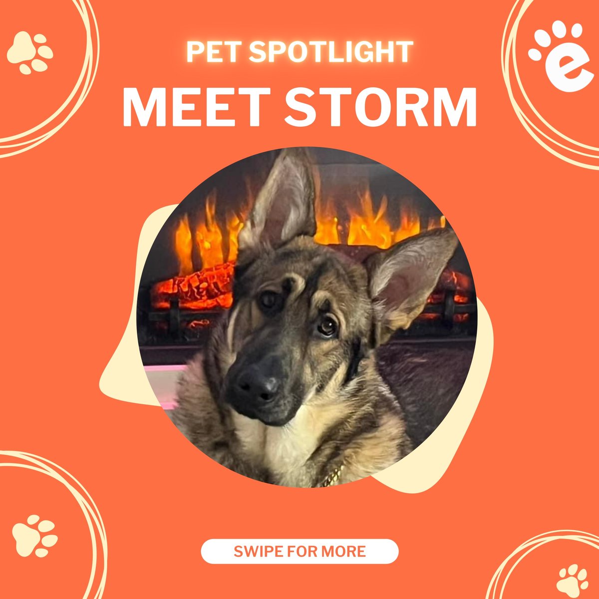 Everypaw tweet media