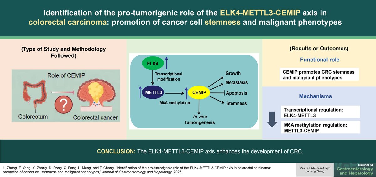 Cancer Stem Cell News (@cancerscnews) on Twitter photo 🔬 Scientists explored the specific role of CEMIP in the malignant phenotypes and stemness of colorectal cancer cells.
CEMIP restoration reversed METTL3 knockdown-driven alterations in cell phenotypes and stemness.
<a href="/JGHofficial/">Journal of Gastroenterology and Hepatology</a> | bit.ly/40m3jGC 🔬 Scientists explored the specific role of CEMIP in the malignant phenotypes and stemness of colorectal cancer cells.
CEMIP restoration reversed METTL3 knockdown-driven alterations in cell phenotypes and stemness.
<a href="/JGHofficial/">Journal of Gastroenterology and Hepatology</a> | bit.ly/40m3jGC