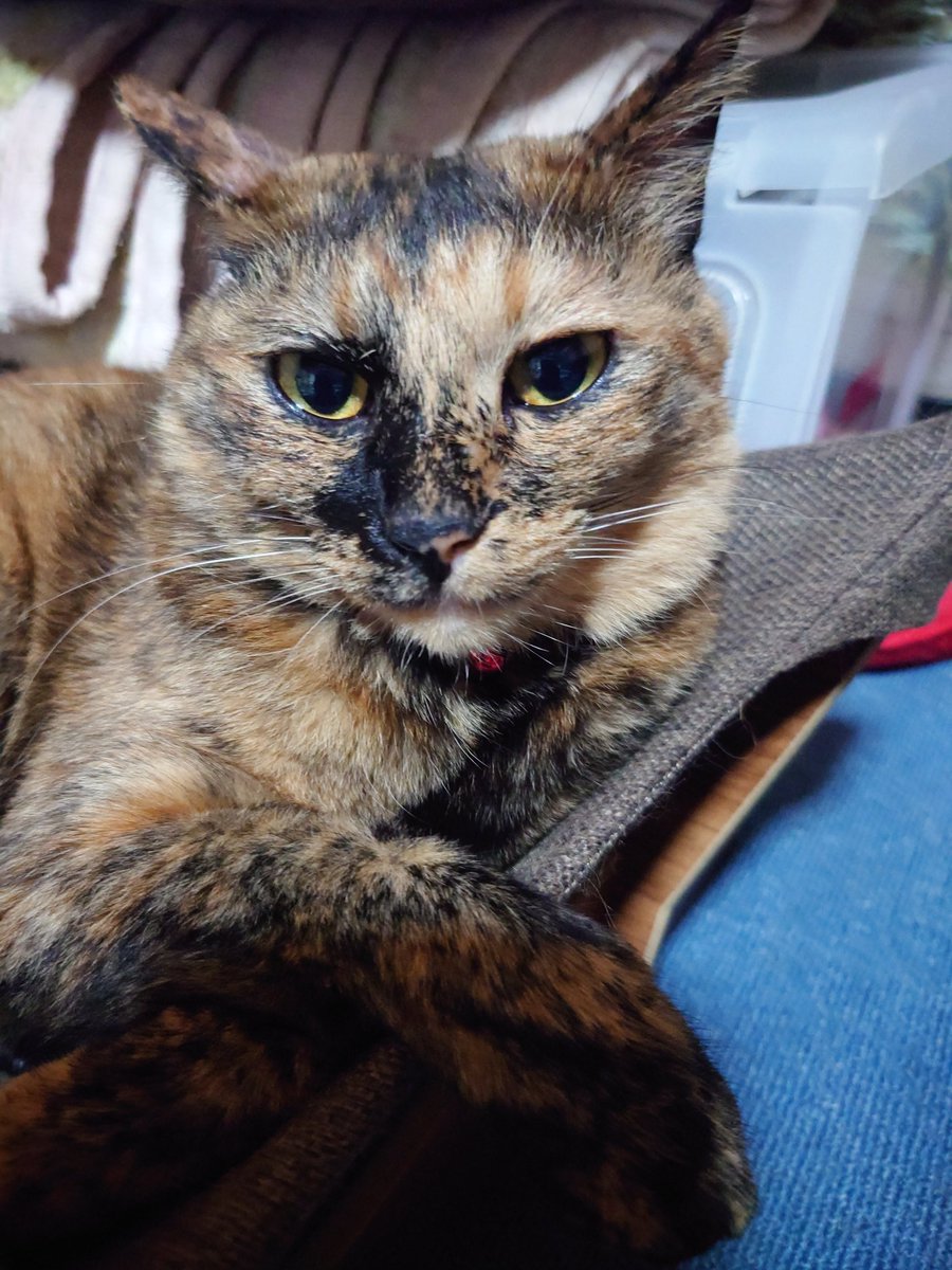 おはようございます🐱
 #サビ猫はいいぞ 
 #サビ猫