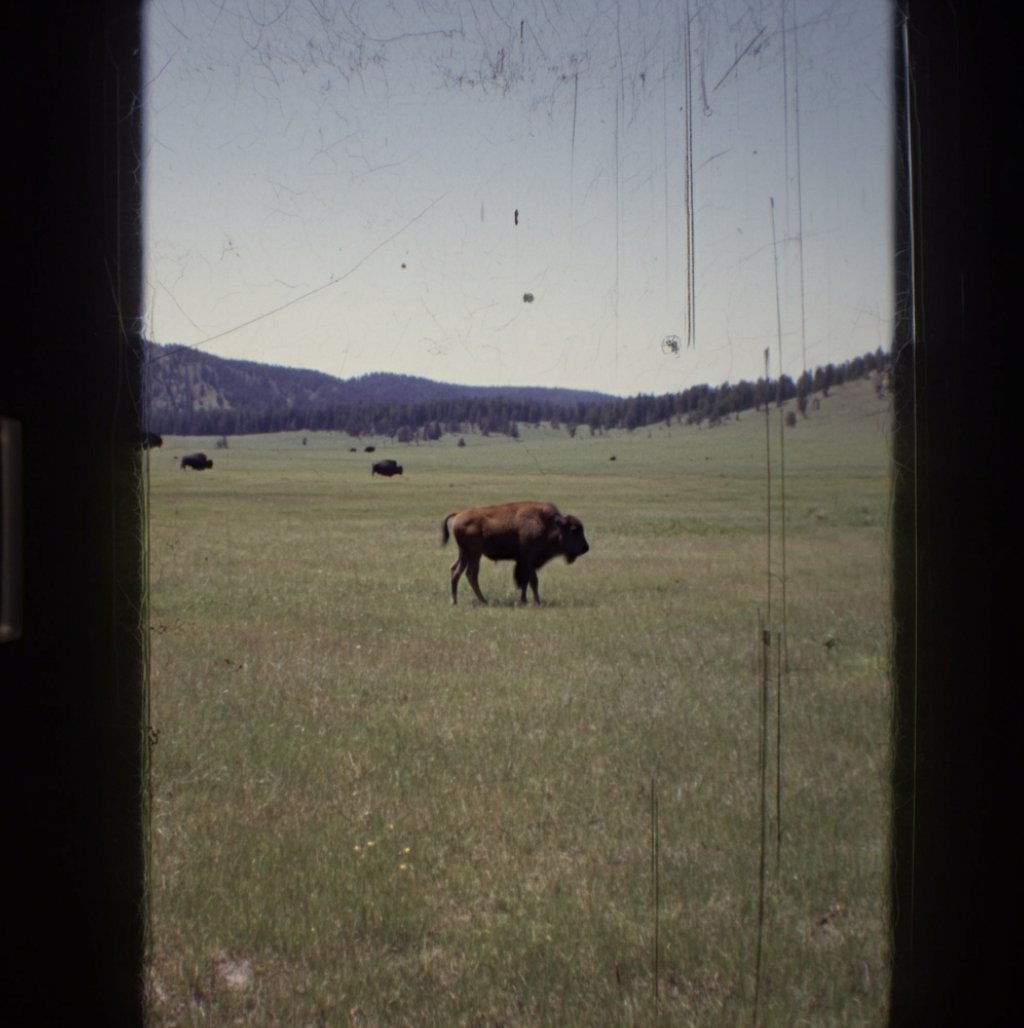 buckwildbison's tweet photo. Welcome to the wide-open pastures of Buck Wild Bison, where nature thrives and quality shines. Here, bison roam free without hormones or antibiotics, offering a taste that's as wholesome as it is pure. Meet our newest addition—a baby bison, adding to the heart of our herd. 📸🦬 https://t.co/jjB2O4MFhV