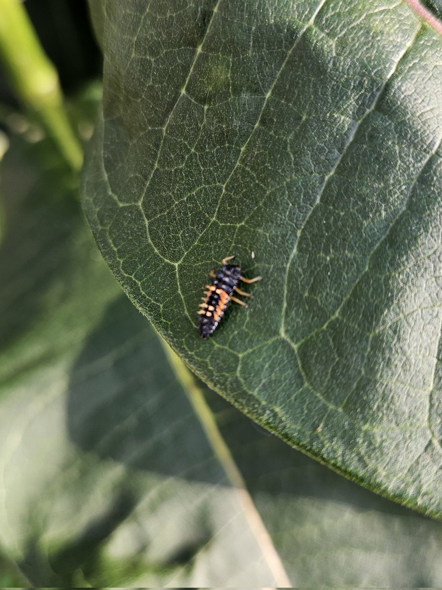 Quite a lot of pupating ladybugs in the garden today.