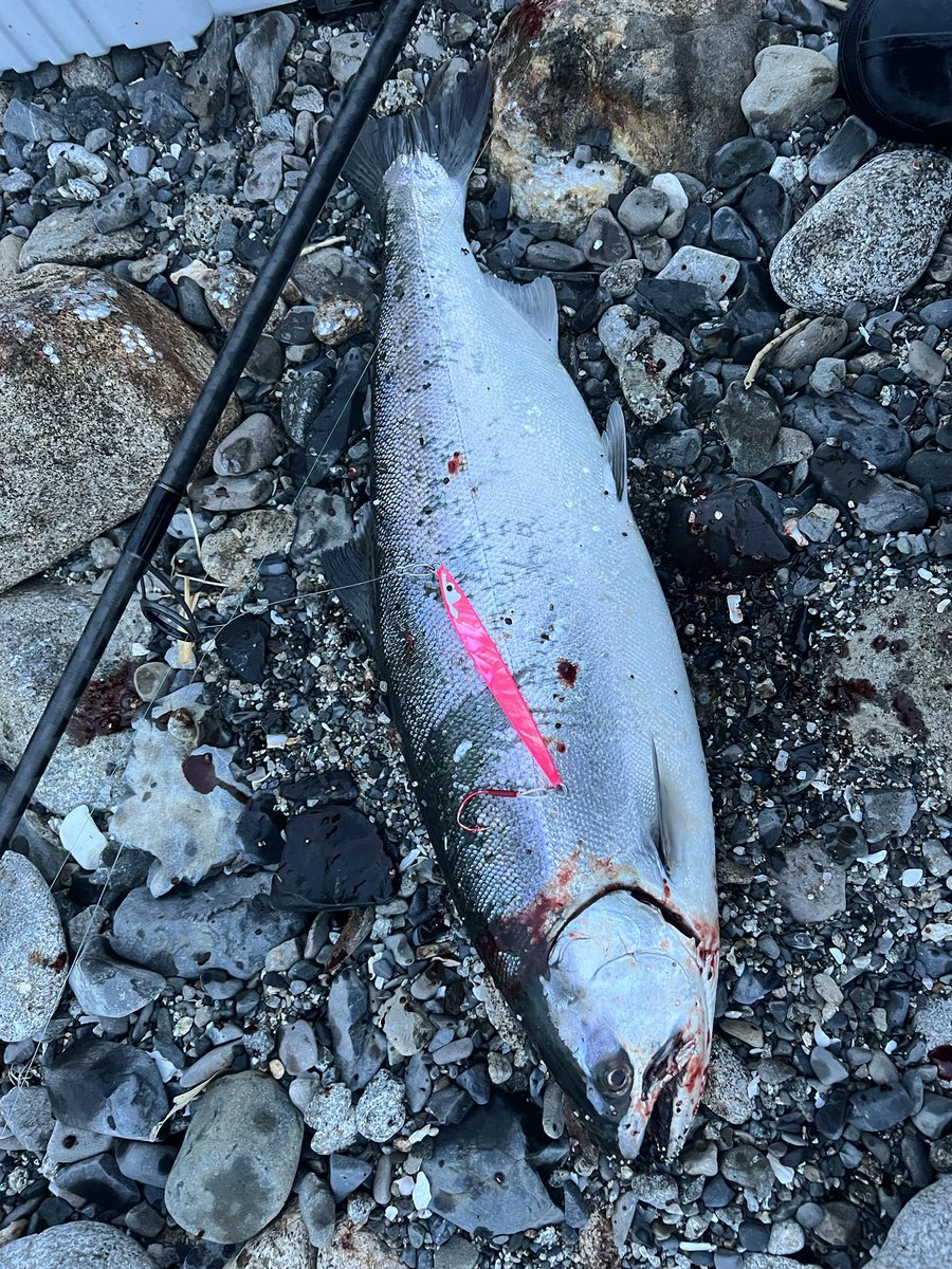 パウンスカスタムで今季初サクラマス！
渋い中貴重な1本！
<a href="/pokovifishing/">タナカクラフト（代表田中聡史）</a> 様