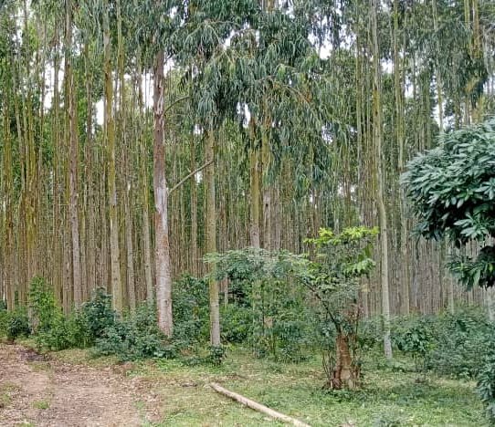 MAR FORESTRY SERVICES tweet media