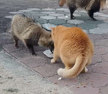 いぬねこたぬき