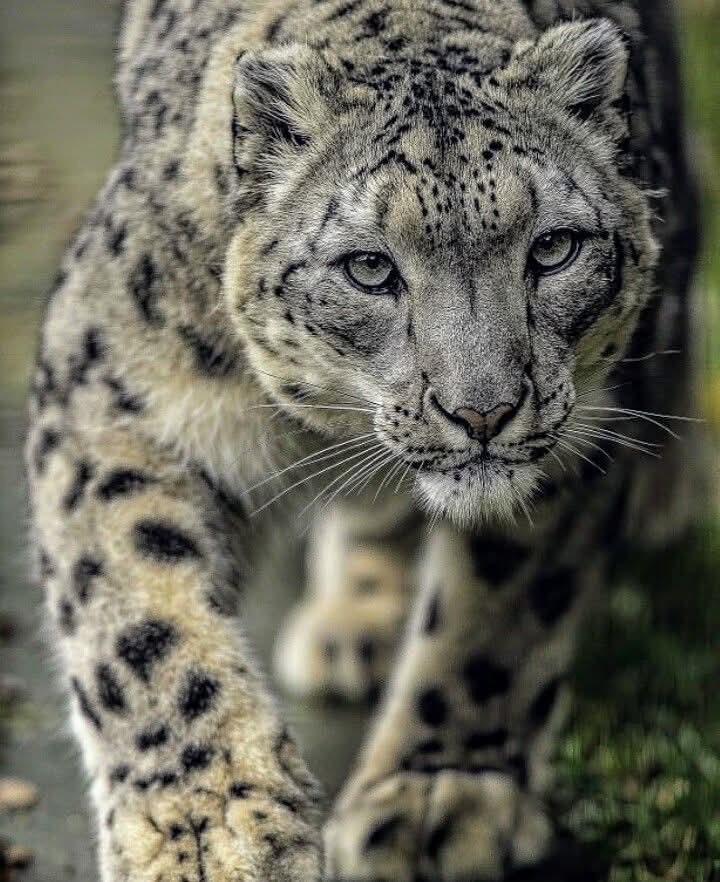 drhafezster's tweet photo. Absolutely stunningly gorgeous 🥰
Best Photo of The Day!🥰❤️
#lion #wildlife #lionking #lions #animals #love #nature #art #africa #tiger #king #photography #tattoo #lioness #safari #wildlifephotography #liontattoo #animal #cat #bigcats #instagram #leo #wild #lionsofinstagram https://t.co/63ZEApZsBw