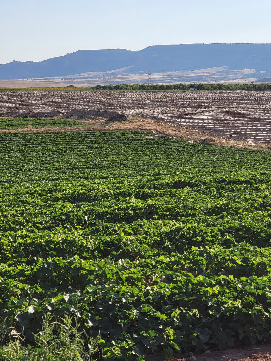 Bu Sene Kavun Karpuz Bol Malatyadan Selamlar 😃