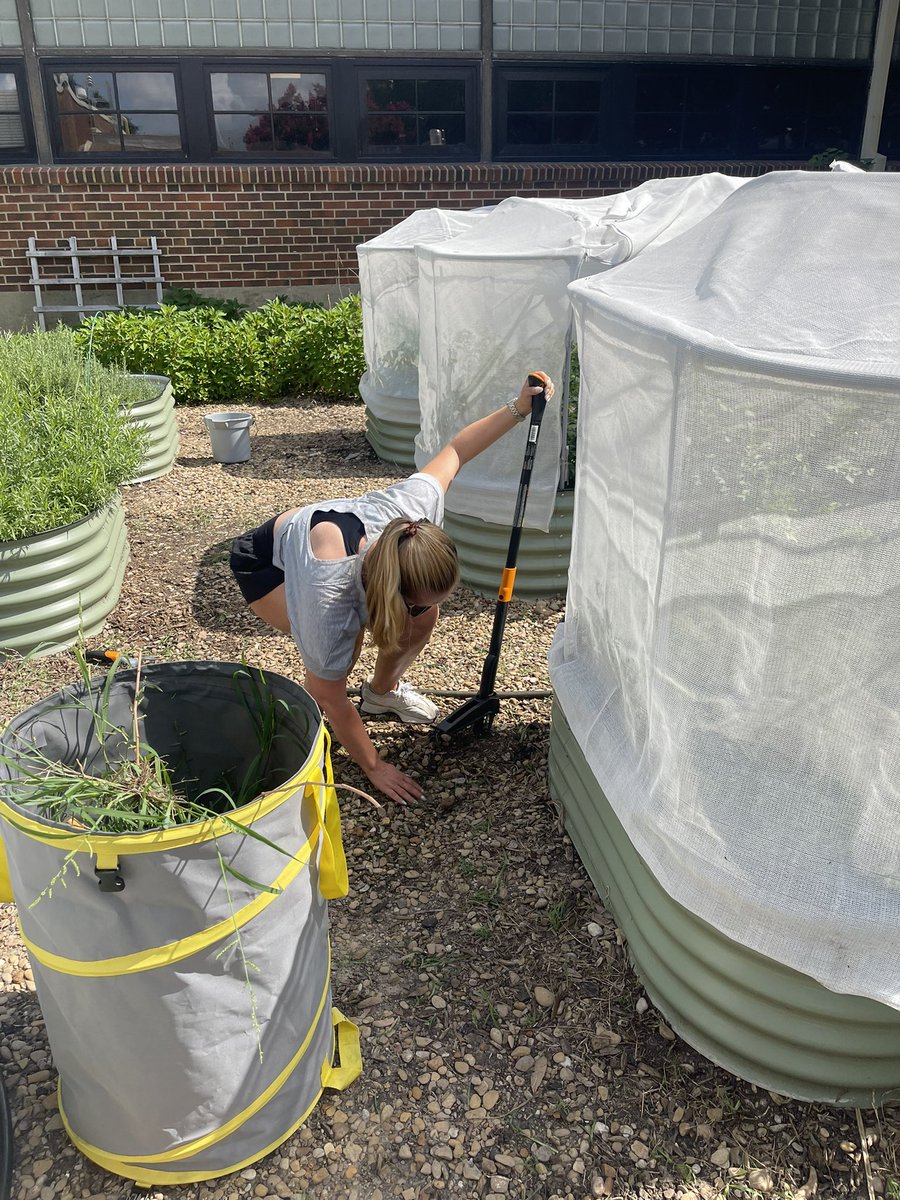 Kate Hebert (@katehebert) on Twitter photo We appreciate all those that showed up to help with garden today <a href="/MSTMAGNET/">MST Magnet School</a> The squash bug battle continues. Growth is occurring with okra, watermelon, beans, cantaloupe, artichoke, carrots, potatoes, herbs, and more on the indoor towers. Next work day is, 7-2, 9:00-10:30. We appreciate all those that showed up to help with garden today <a href="/MSTMAGNET/">MST Magnet School</a> The squash bug battle continues. Growth is occurring with okra, watermelon, beans, cantaloupe, artichoke, carrots, potatoes, herbs, and more on the indoor towers. Next work day is, 7-2, 9:00-10:30.