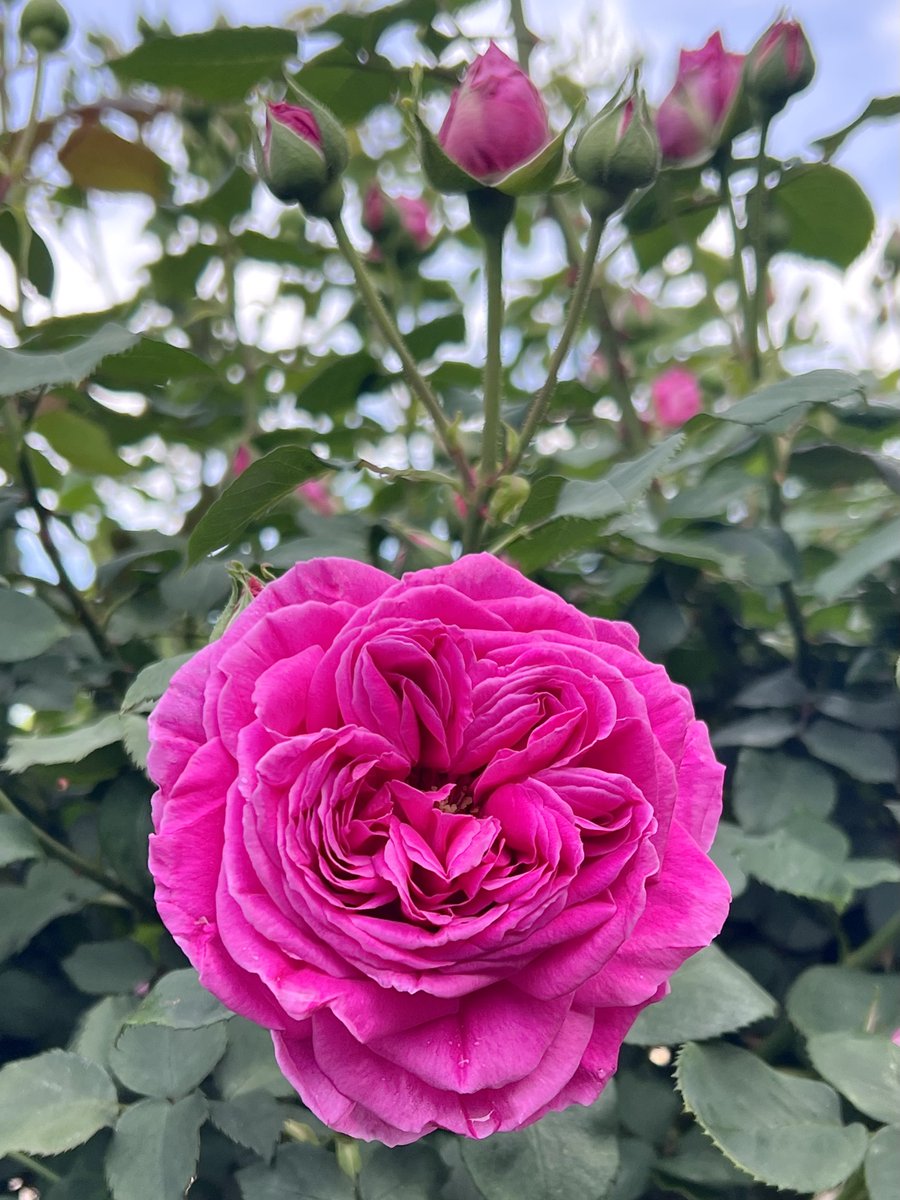 皆さん おはようございます😃"
蕾と開花状態の
🥀マダム イザーク ペレール