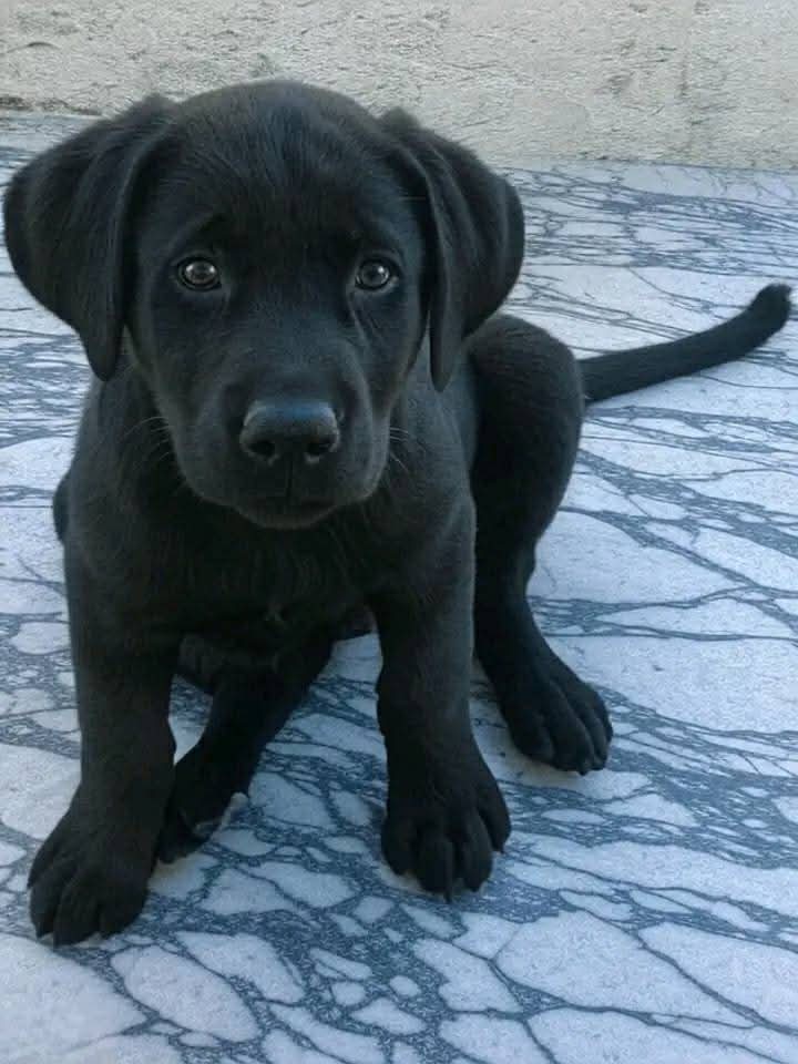 Derek Paterson (@derekpa30582481) on Twitter photo <a href="/annamariakuch/">Anna Maria Kuch</a> I'm away to sleep now my dear friend. Beautiful photo thank you very much. Keep safe and well blessings to you all 🐶🐺🐺🐶🐺🐺🐘🐞 <a href="/annamariakuch/">Anna Maria Kuch</a> I'm away to sleep now my dear friend. Beautiful photo thank you very much. Keep safe and well blessings to you all 🐶🐺🐺🐶🐺🐺🐘🐞