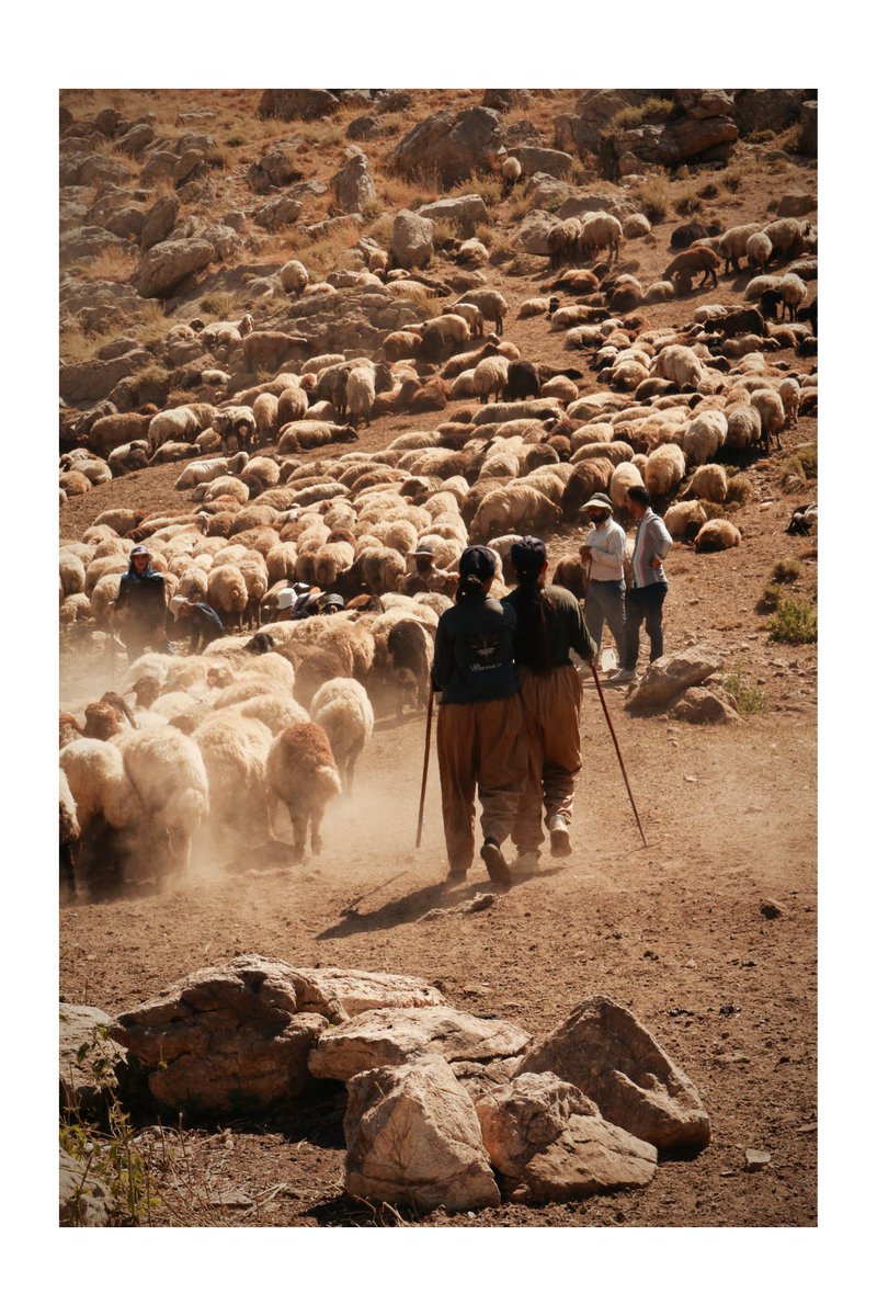 Nomadic girls

 When the herd of sheep returns to the village, nomadic girls and women go inside the herd to milk the sheep. Milking is mostly done by women and girls, and heavier work is done by men.

objkt.com/tokens/KT1NMe6…