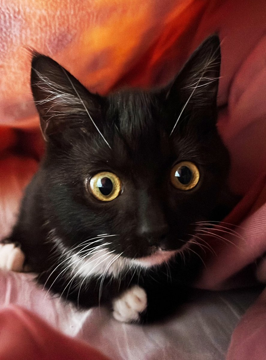 眉毛2本(触角)のこはぜ虫🐝