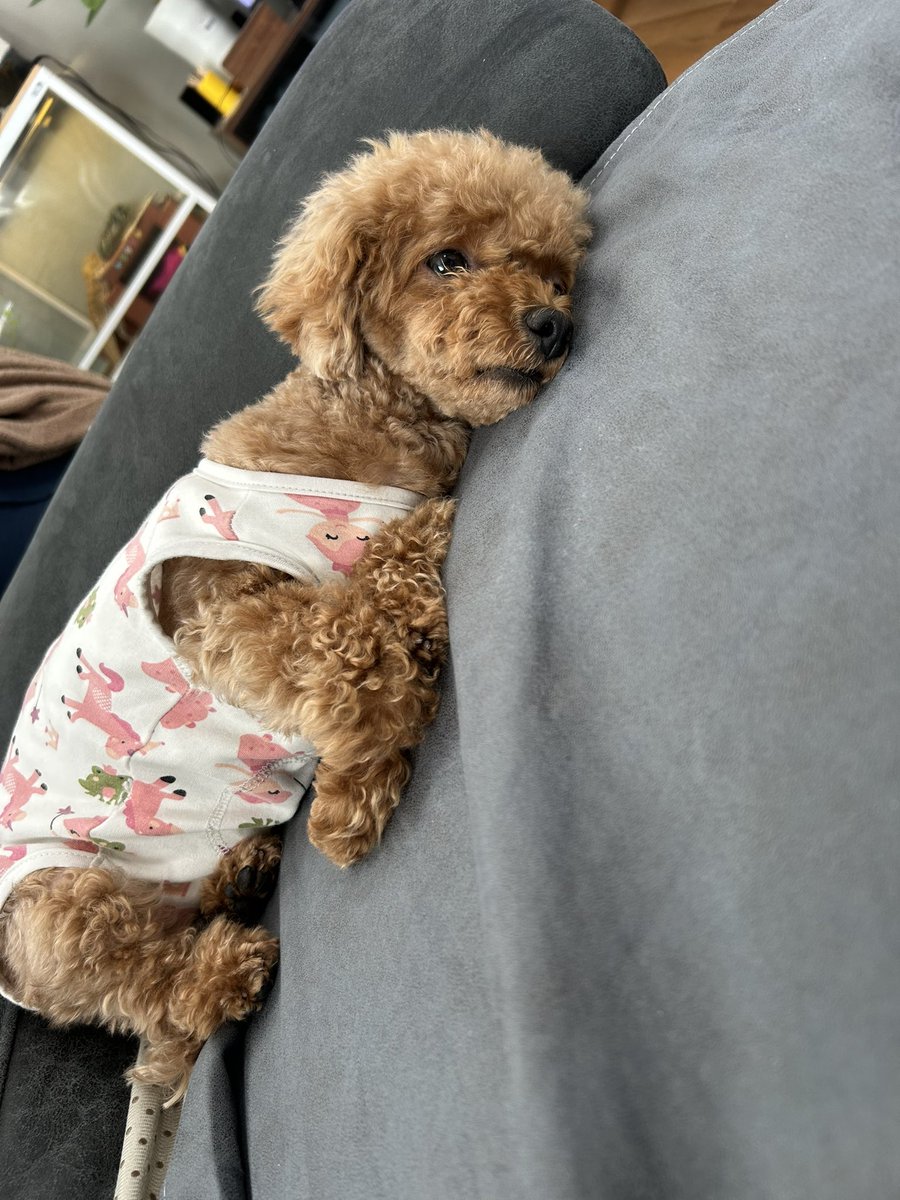 へんじがない
ただのしかばねのようだ

#マルプー
#胃ろう犬
#食道アカラシア
#朝弱いーぬ