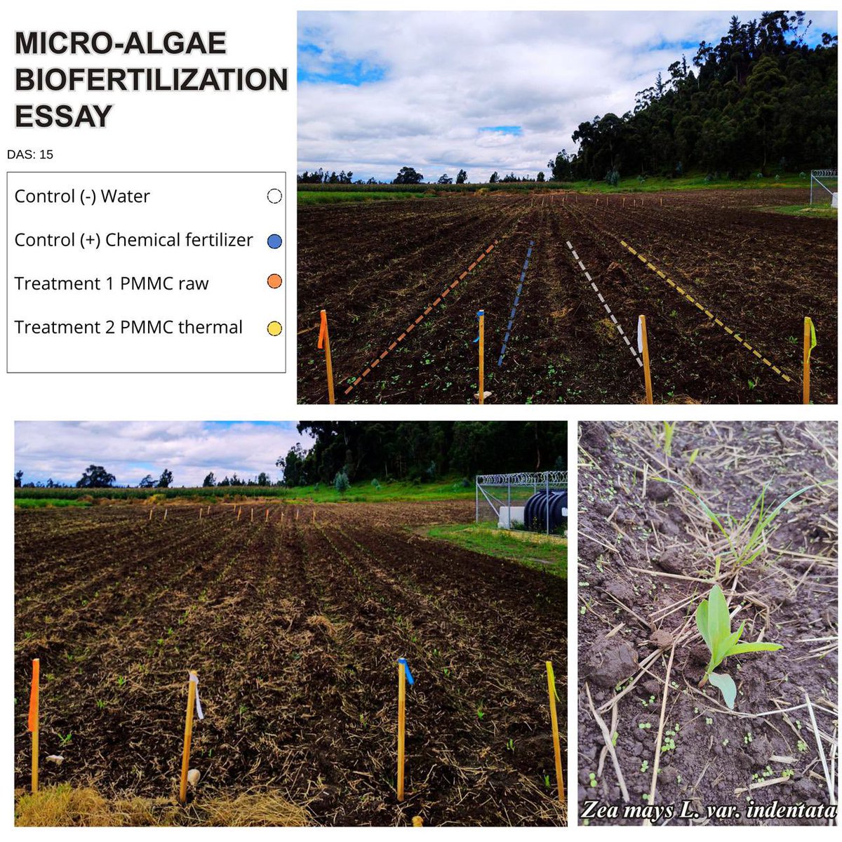 Ganándole al triple 15 desde la germinación!  😎 #AlgaePower