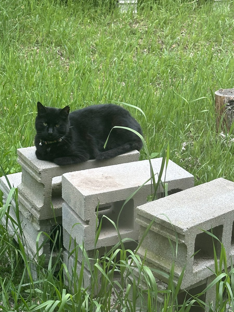 <a href="/Angus_The_Bold/">Angus</a> Yup treats are in order!🐈‍⬛