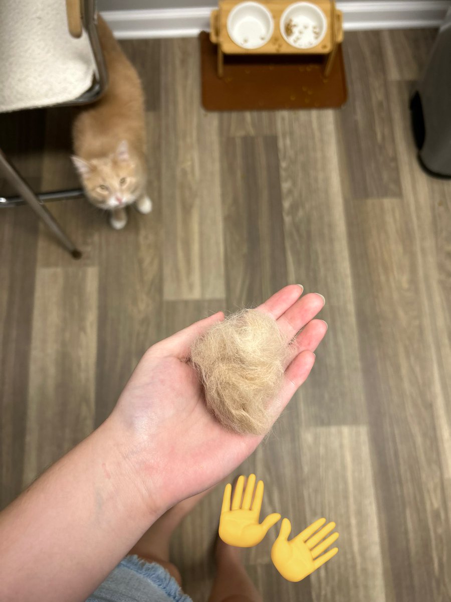 ShrimpTeddy's tweet image. Tendy clone attempt #54: unsuccessful, melted into fluff.