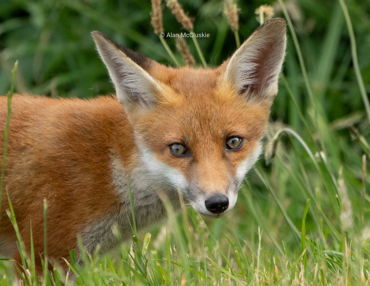 AlanMcCluskie's tweet image. #Foxcub #Foxkit #foxlovers #NaturePhotography #wildlifephotography #thephotohour